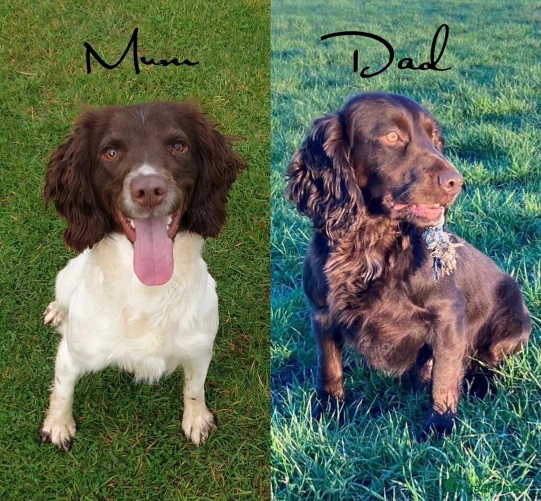 Sprocker dogs for sale: Fully Health Tested F1 Sprocker Spaniel Puppies - Advert 9