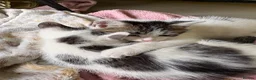 Domestic Shorthair cats for sale: Last lovely boy of a litter  in Bury Saint Edmunds - Advert 5