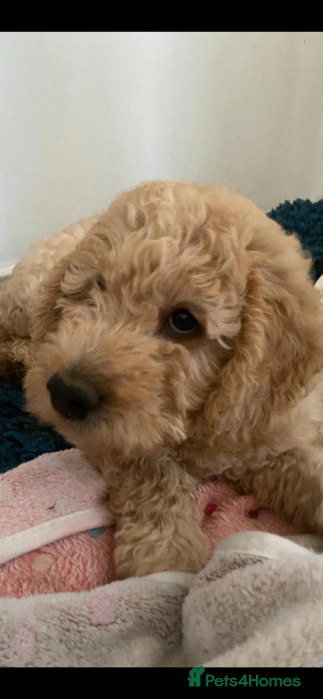 Labradoodle dogs for stud: Multigen/F3b Labradoodle Stud in Calne - Advert 22