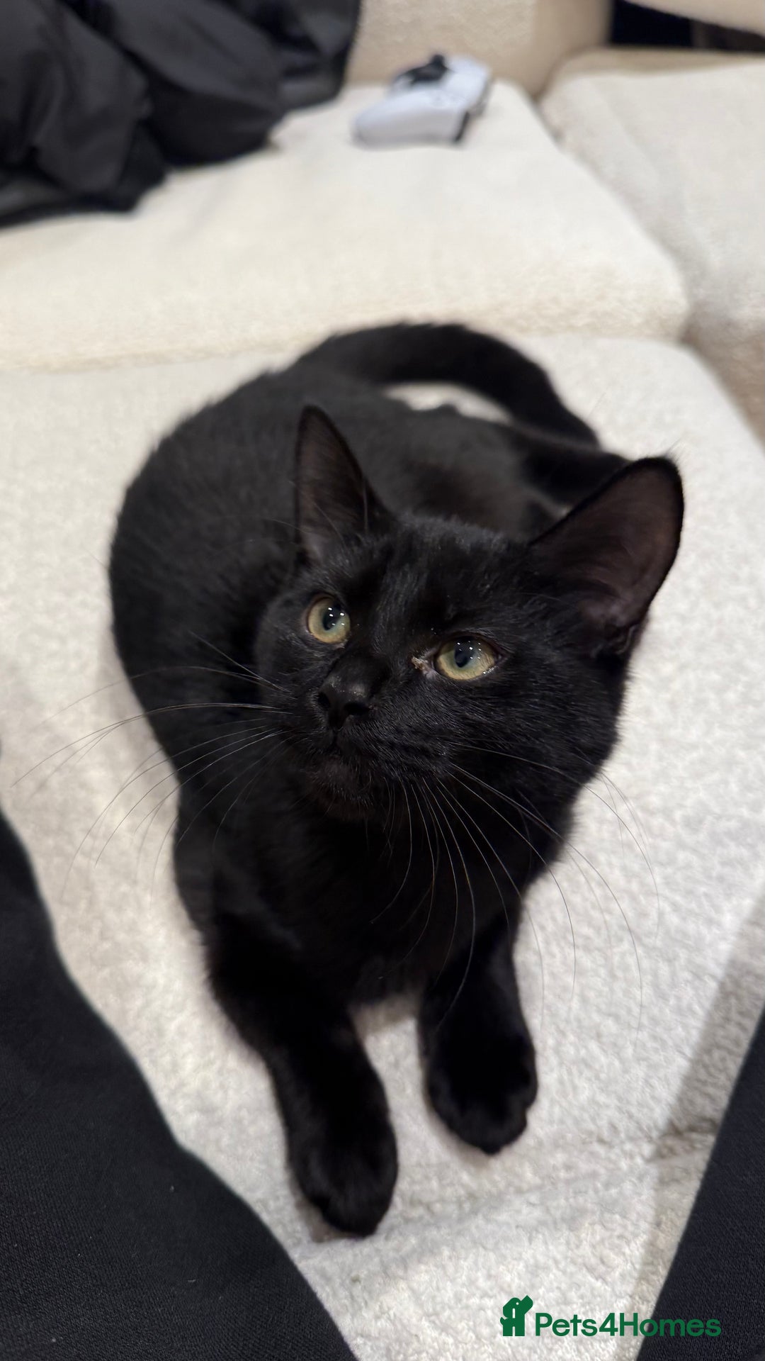 Mixed Breed cats for sale: Kitten for free - Advert 1