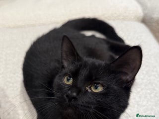 Mixed Breed cats Kitten for free - Advert 1