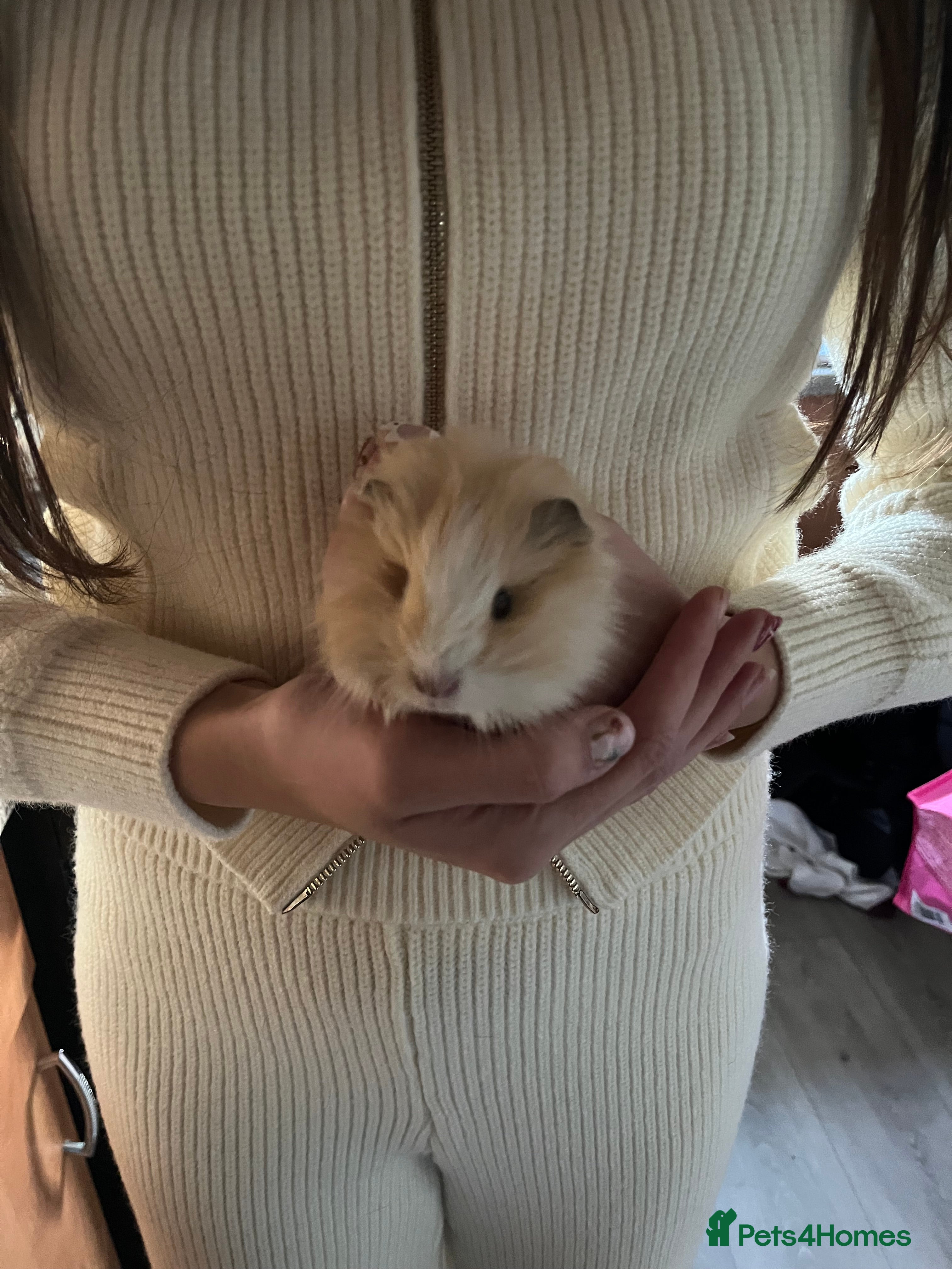 Guinea Pig rodents 2 baby male guinea pigs  - Advert 9