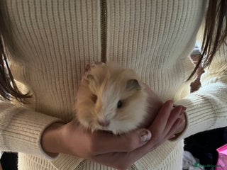 Guinea Pig rodents 2 baby male guinea pigs - Advert 6