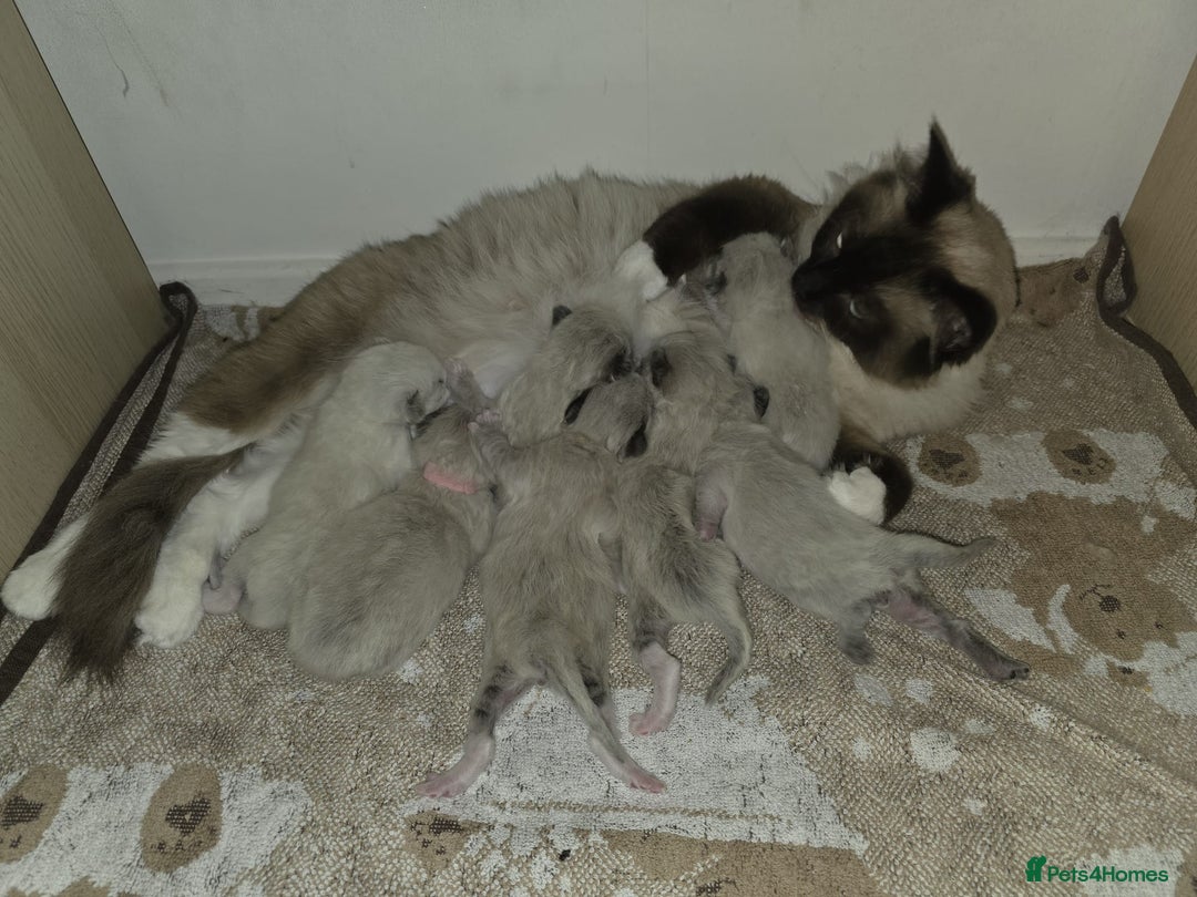 Ragdoll cats for sale: Pure Ragdoll Kittens  - Advert 11