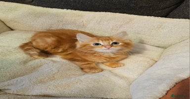 Maine Coon cats - Advert 5