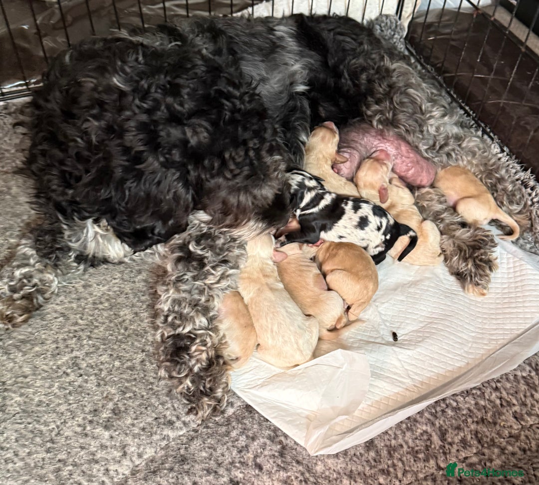Cockapoo dogs for sale: Stunning f1b cockapoo puppies!!  - Image 11