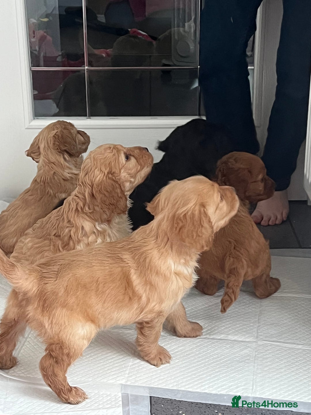 Cockapoo dogs for sale: Adorable beautiful f1 cockerpoo pups - Advert 12
