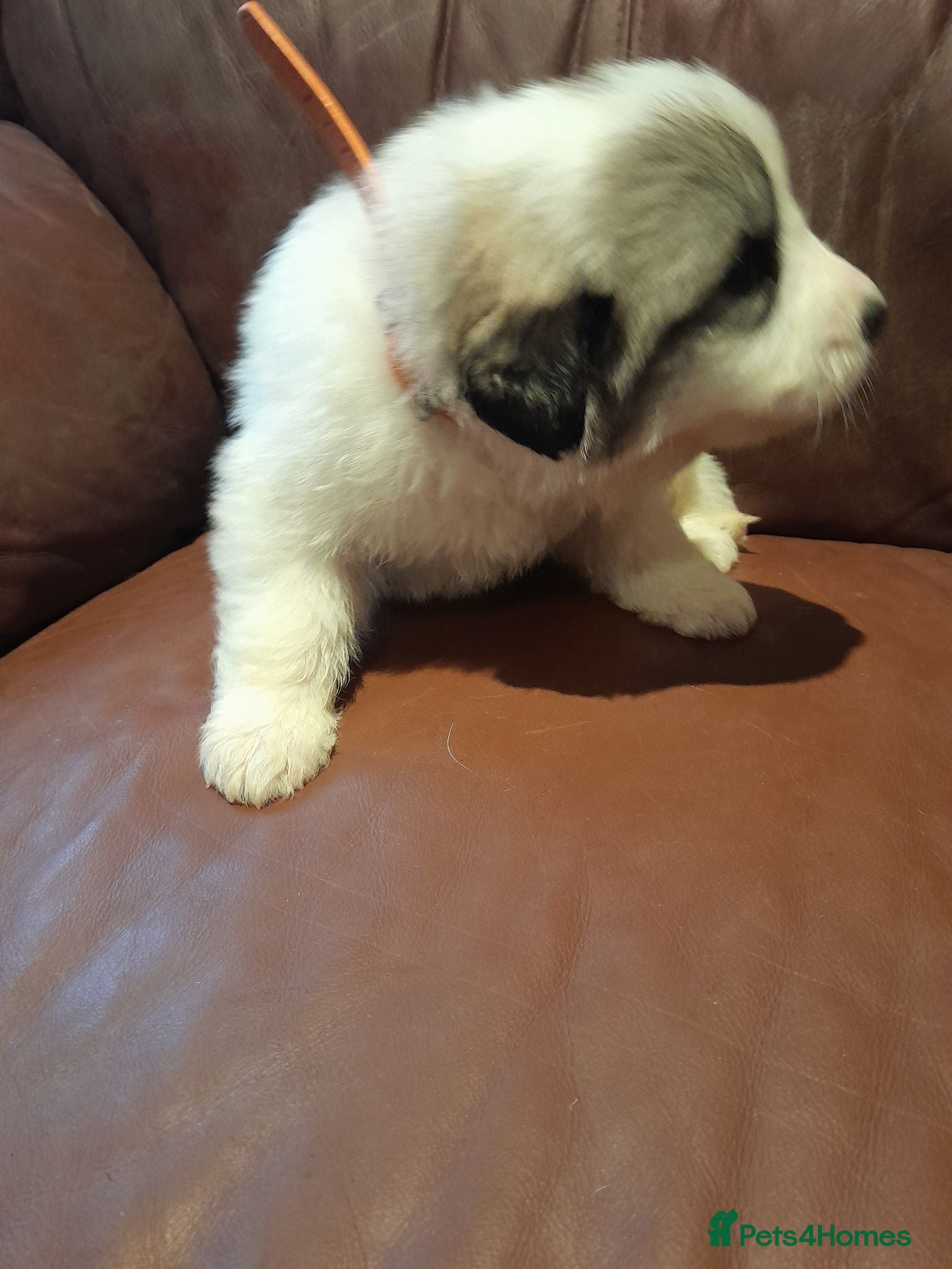 Pyrenean Mountain Dog dogs 6 beautiful pyrenean puppies kc registered  - Advert 3