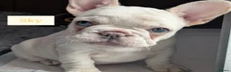 French Bulldog dogs for sale: Little lilo and the one and only Atlas litter - Advert 5