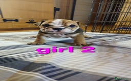 Mixed Breed dogs for sale: Beautiful Litter of 4 Puppies 🐶  - Image 3