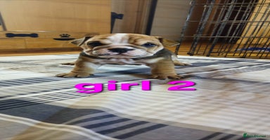 Mixed Breed dogs - Advert 10