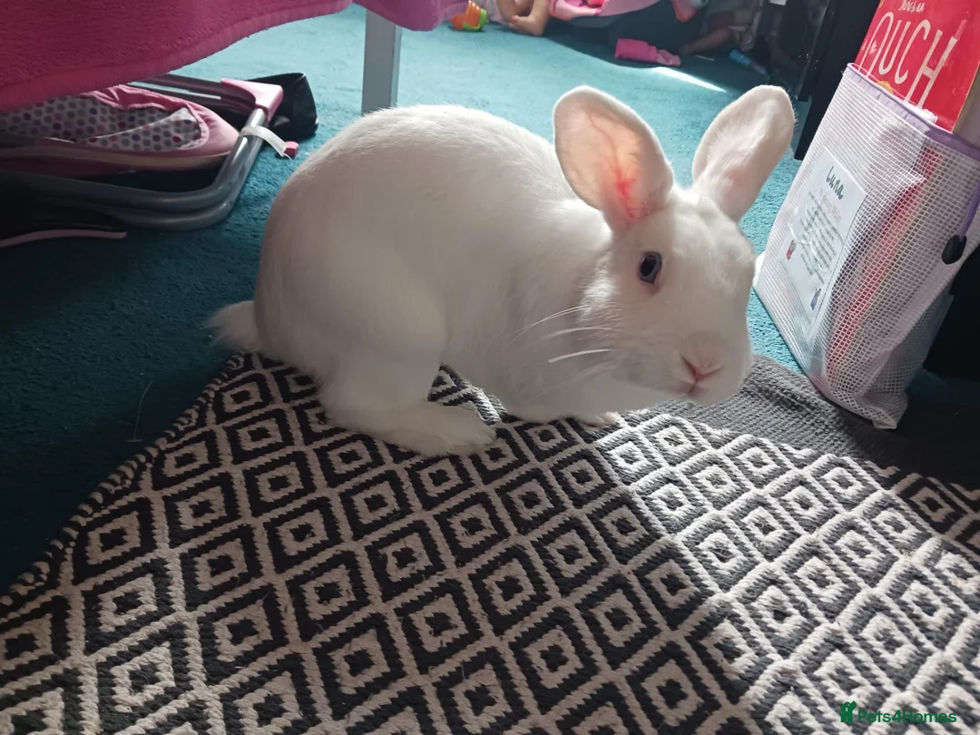 English Lop rabbits for sale: Rabbit - Advert 21