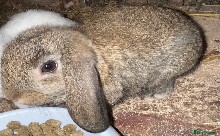 French Lop rabbits - Advert 4
