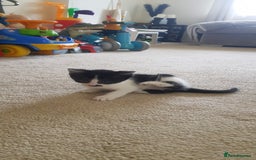 Mixed Breed cats for sale: 5 baby kittens for sale  in Renfrew - Image 17