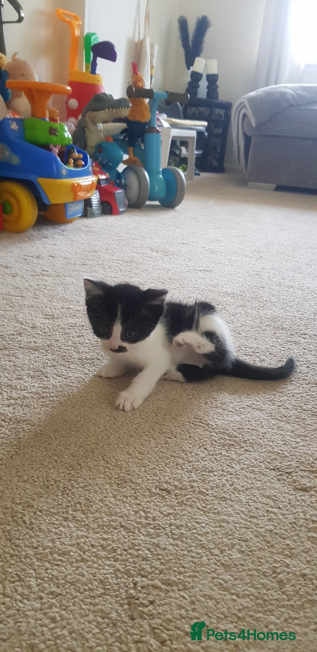 Mixed Breed cats for sale: 5 baby kittens for sale  in Renfrew - Image 17