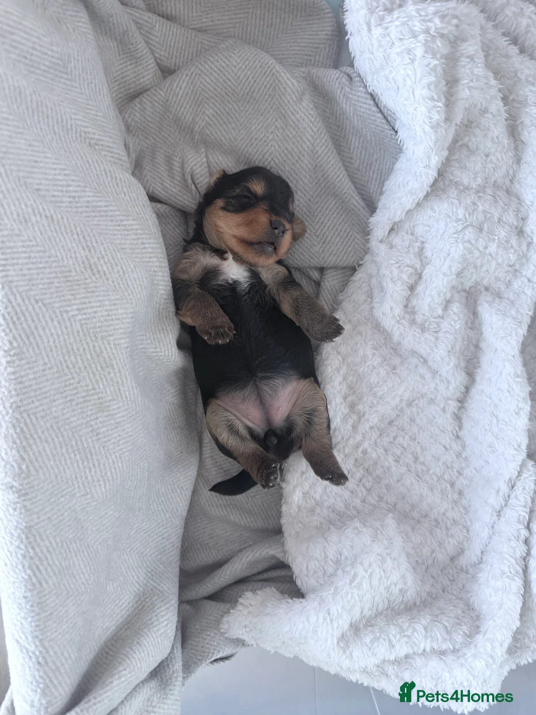 Yorkshire Terrier dogs for sale: Adorable Bonnie Yorkshire Terrier Puppy  - Advert 2