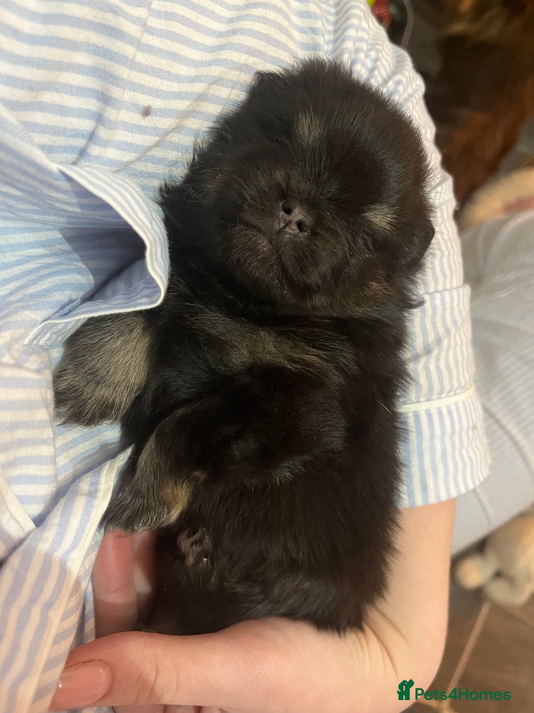 Pomeranian dogs for sale:  **  puppies ♥️ - Advert 7