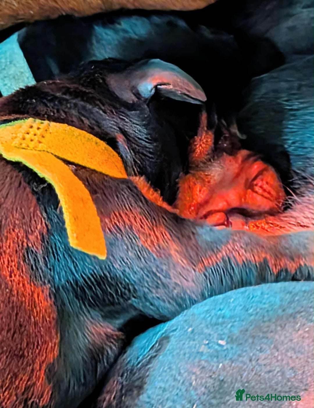 Dobermann dogs for sale: #ShadowdairDobermans #Pregnancy#DobermanLove - Image 15