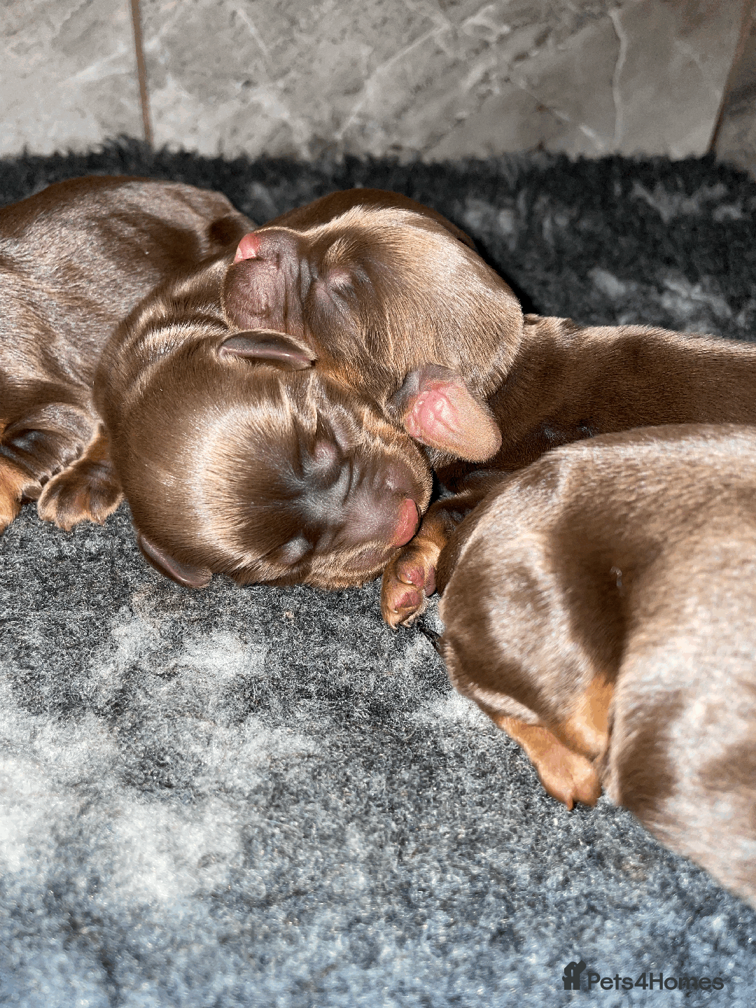 Cocker Spaniel dogs for sale: Cocker Spaniel Pups Outstanding Pedigree Lines! - Advert 31