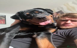 Rottweiler dogs for sale: Looking for a Loving New Home for My Best Friend - Image 6
