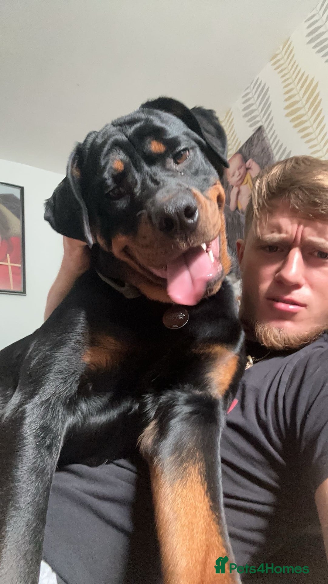 Rottweiler dogs for sale: Looking for a Loving New Home for My Best Friend - Image 6