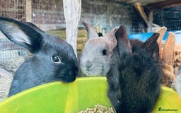 Mixed Breed rabbits for sale: Baby rabbits - Image 7