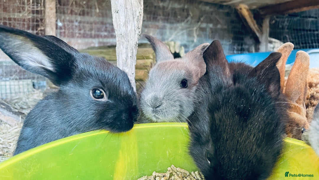 Mixed Breed rabbits for sale: Baby rabbits - Image 7