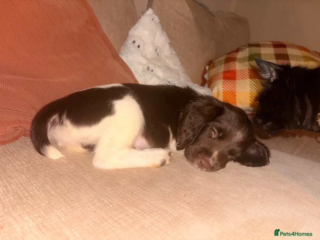 English Springer Spaniel dogs for sale: Working Springer Spaniel Puppies  in Midhurst - Advert 1