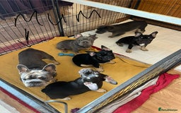 French Bulldog dogs for sale: Beautiful French bulls  - Image 27