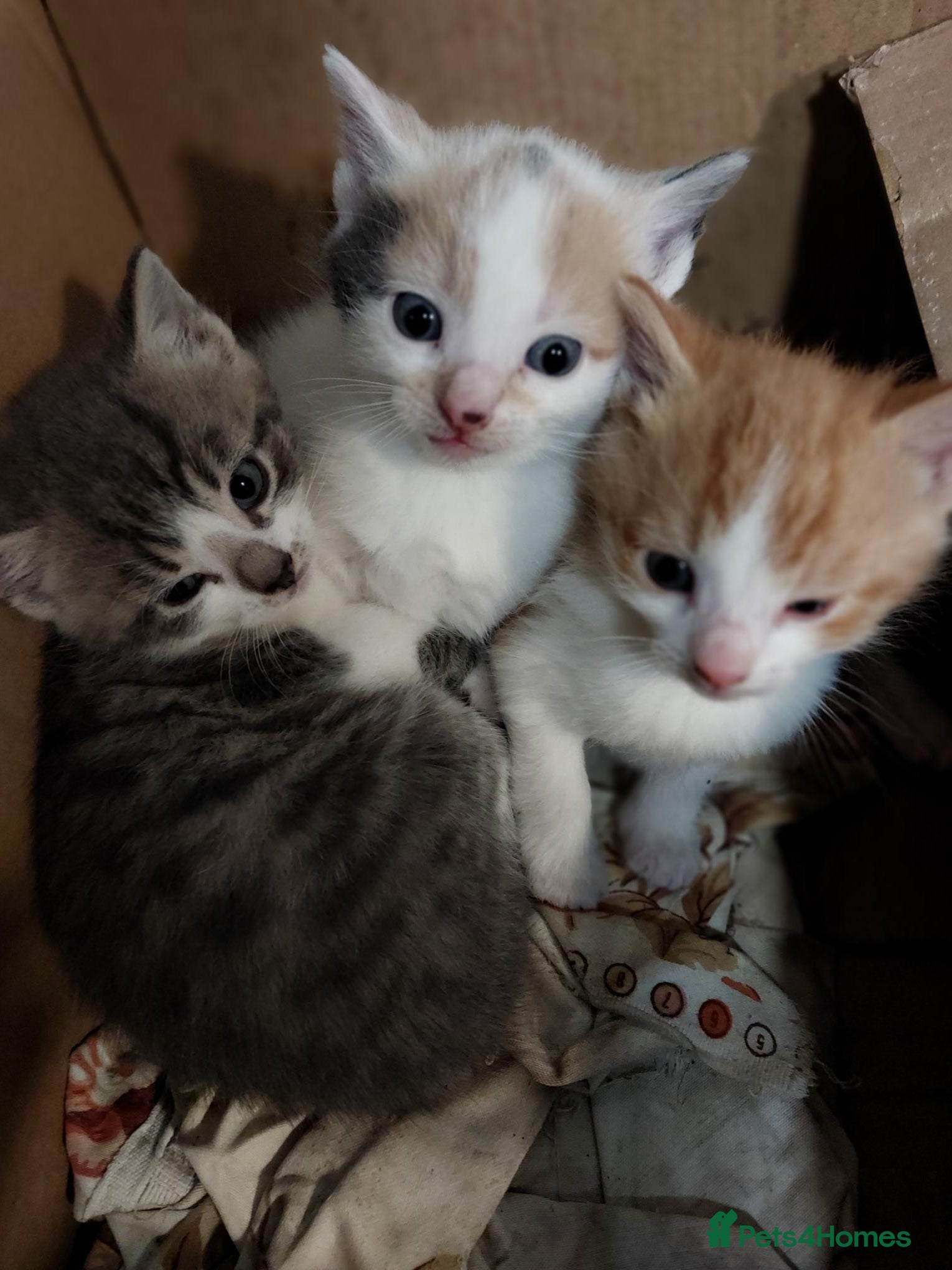 Mixed Breed cats Kittens for sale - Advert 4