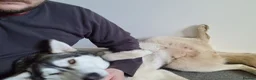 Siberian Husky dogs for sale: Husky girl(Storm) - Advert 2