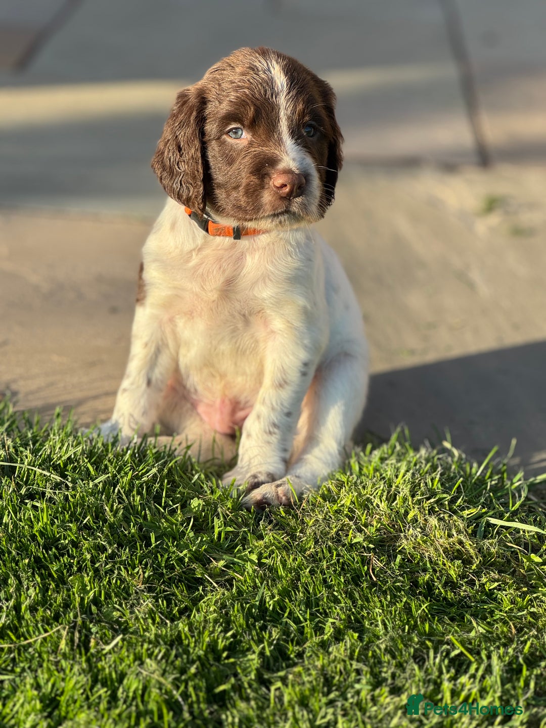 English Springer Spaniel dogs for sale: KC Registered Working Springer Spaniels  - Image 23