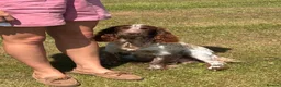 Sprocker dogs for sale: Sprocker/sprockador in Barnstaple - Advert 31