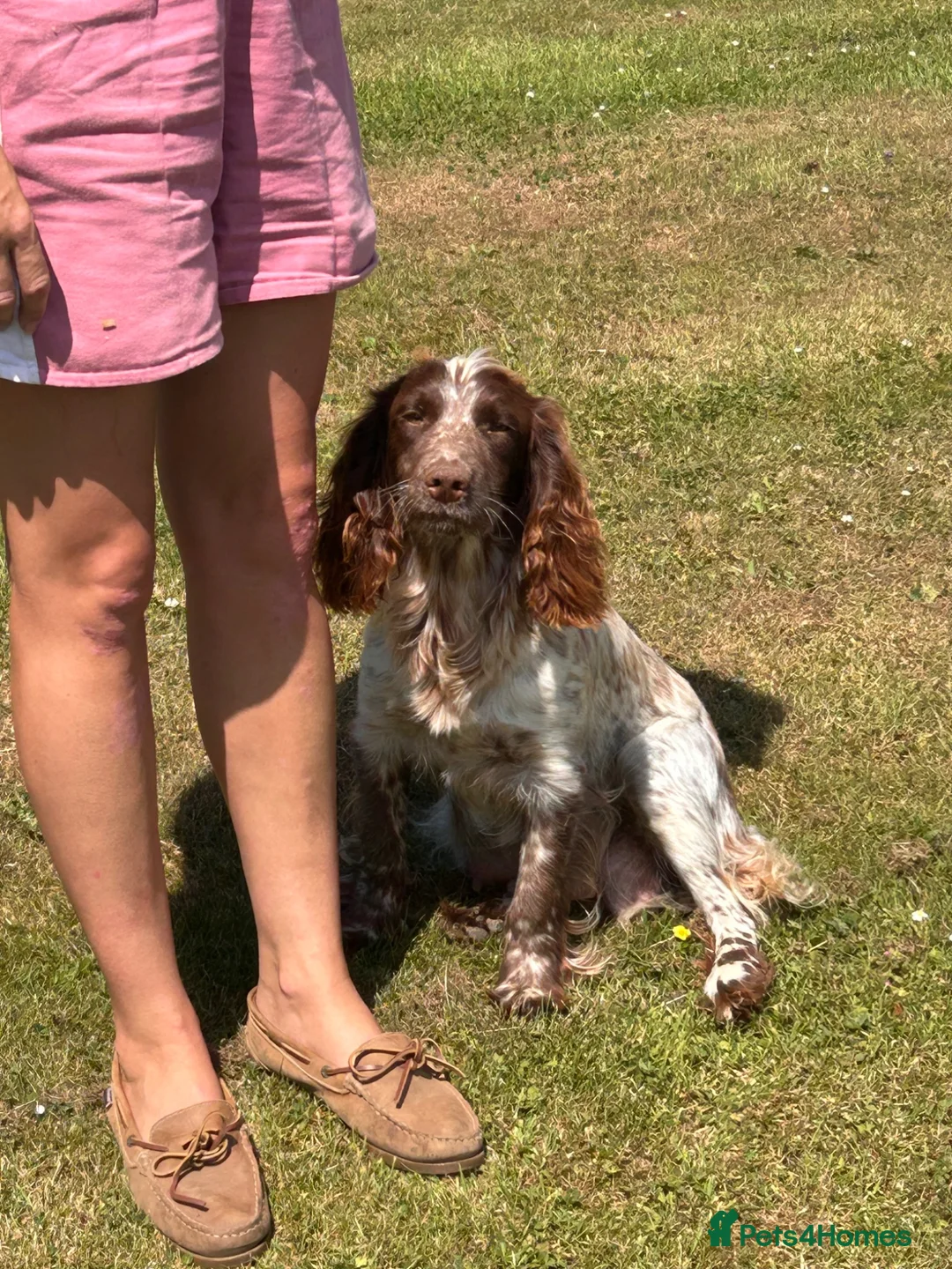 Sprocker dogs for sale: Sprocker/sprockador in Barnstaple - Advert 31