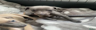 Whippet Puppy 4