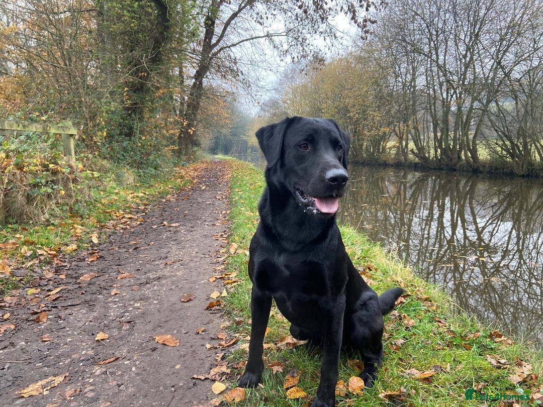 Labrador Retriever dogs for stud: Working Black Labrador Stud - Advert 4