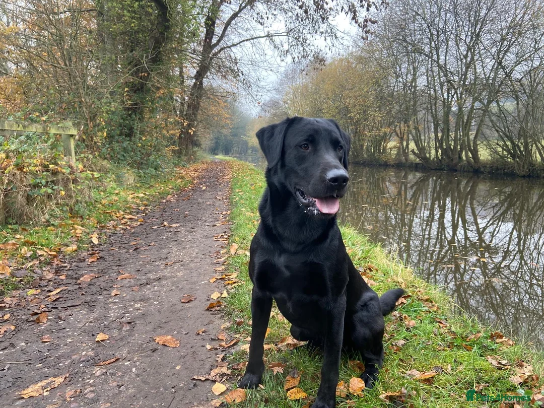 Labrador Retriever dogs for stud: Working Black Labrador Stud - Advert 4