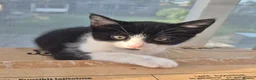 British Shorthair cats for sale: Adorable black and white kittens in Hayling Island - Advert 7