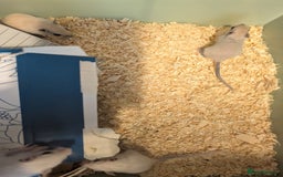 Gerbil rodents for sale: Baby gerbils mixed sex - Image 4