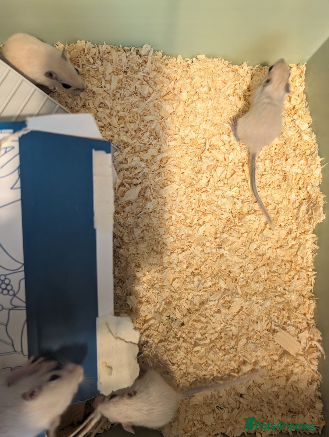 Gerbil rodents for sale: Baby gerbils mixed sex - Image 4
