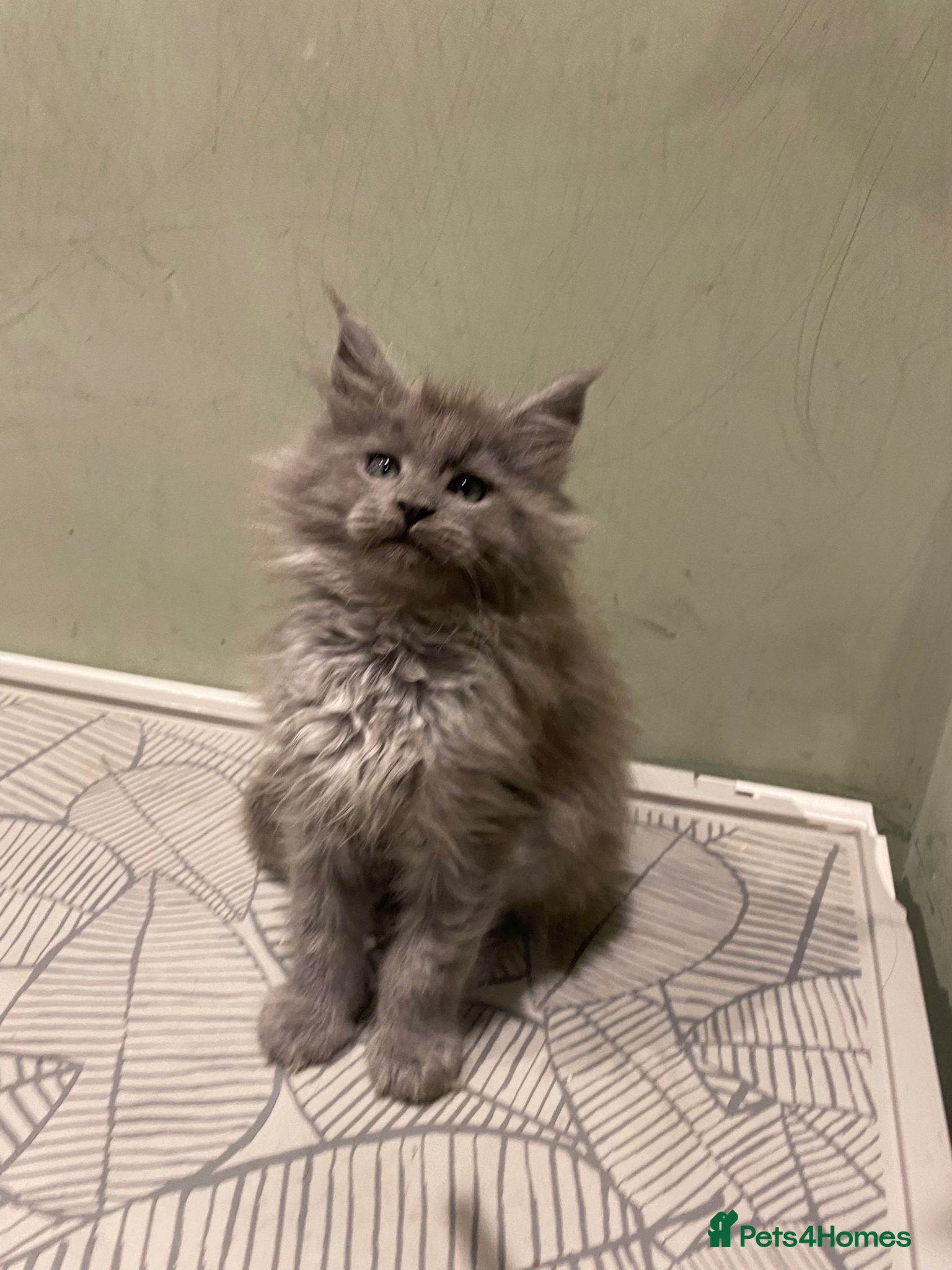 Maine Coon cats 2 Solid Blue Males  - Advert 13