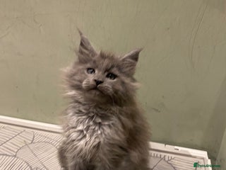 Maine Coon cats 2 Solid Blue Males - Advert 18