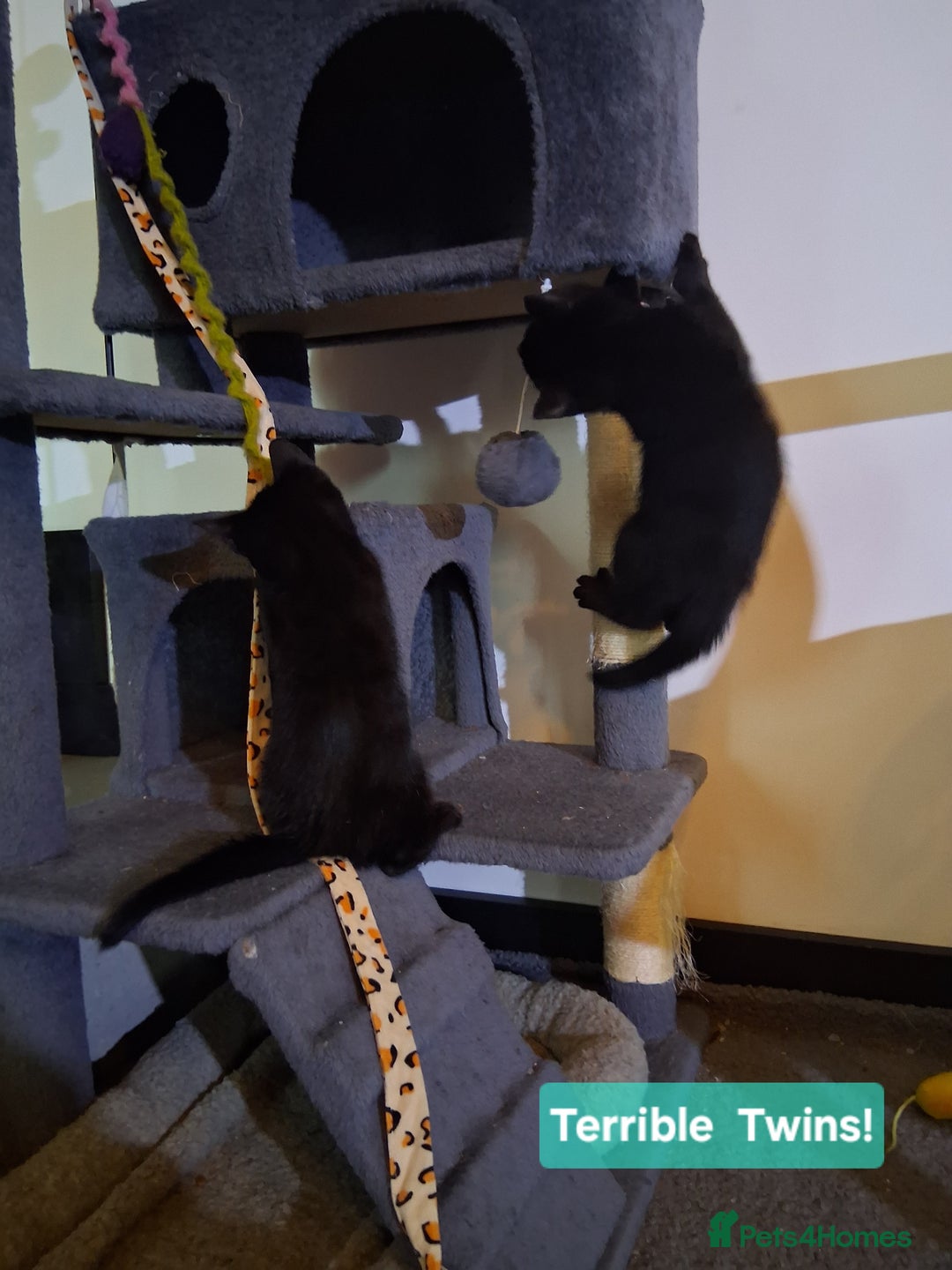 Mixed Breed cats for sale: Gorgeous Chunky Kittens  - Image 22