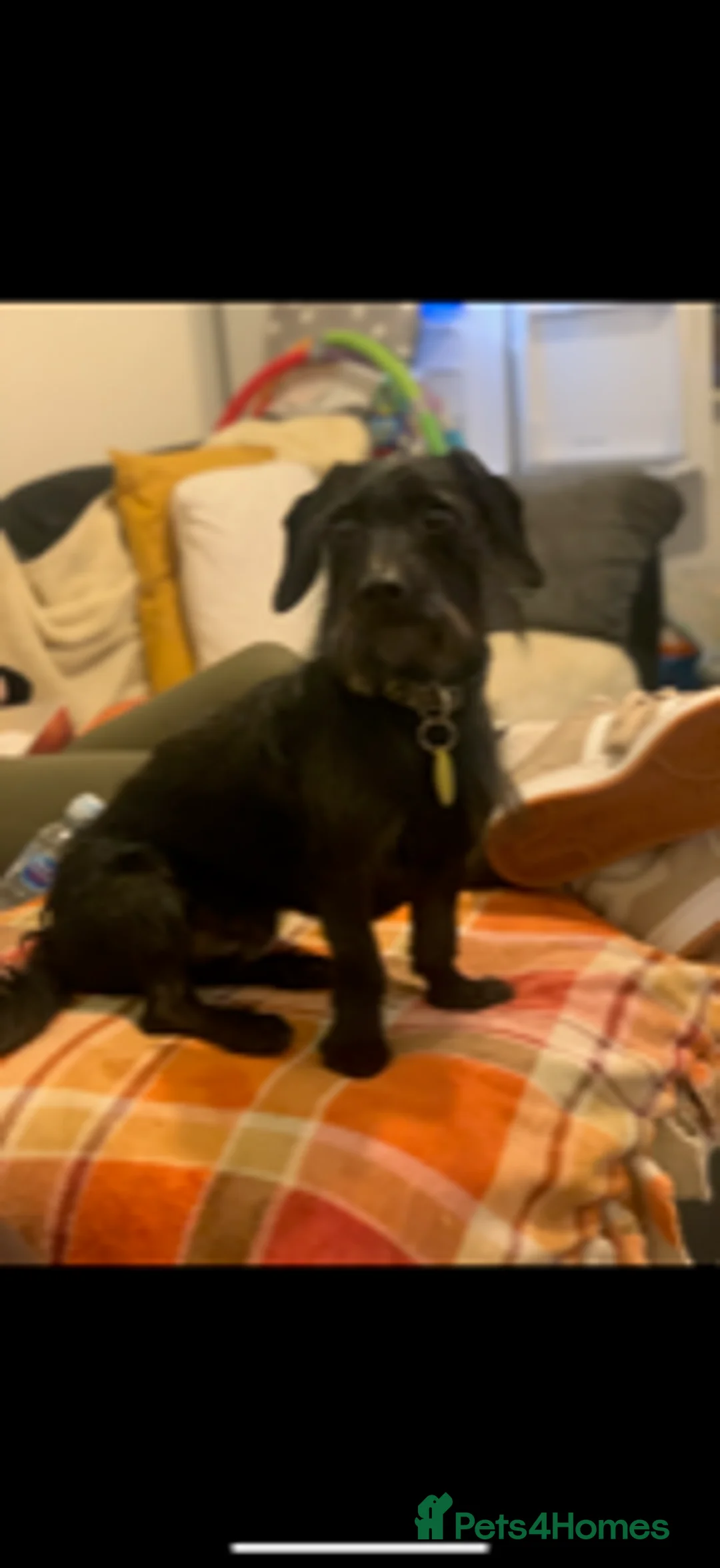 Dachshund dogs for sale: Wire Haired Dachshund - Dougie/Douglas - Advert 1