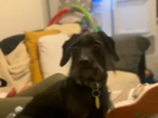 Dachshund dogs Wire Haired Dachshund - Dougie/Douglas - Advert 9