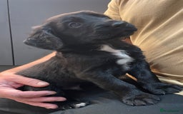 Mixed Breed dogs for sale: Cocker gold maraner - Image 1