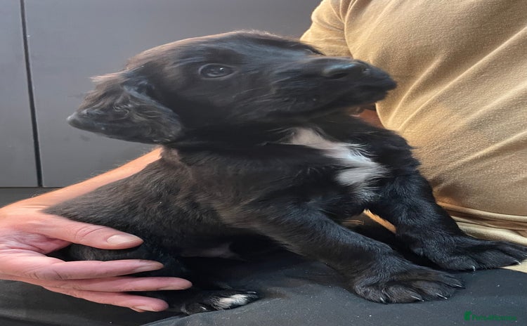 Mixed Breed dogs - Advert 2