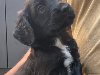 Mixed Breed dogs for sale - Advert 1