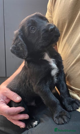 Mixed Breed dogs - Advert 1