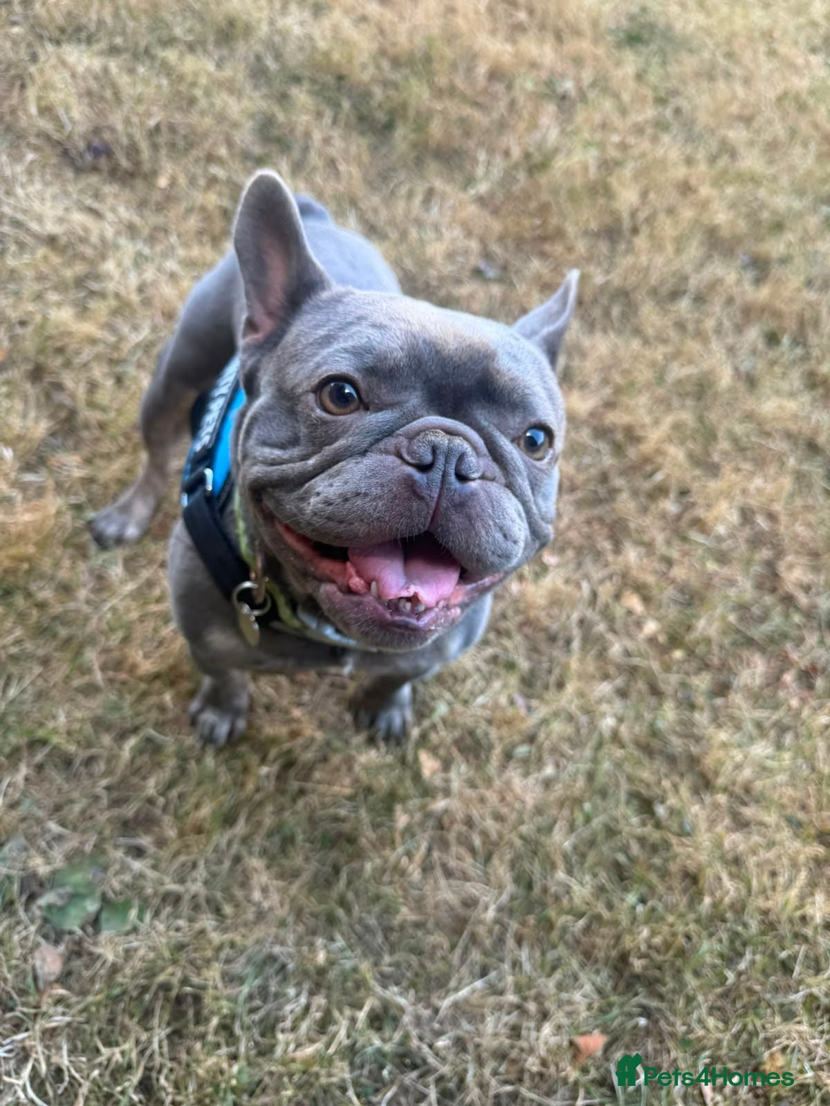 French Bulldog dogs Todd  - Advert 1